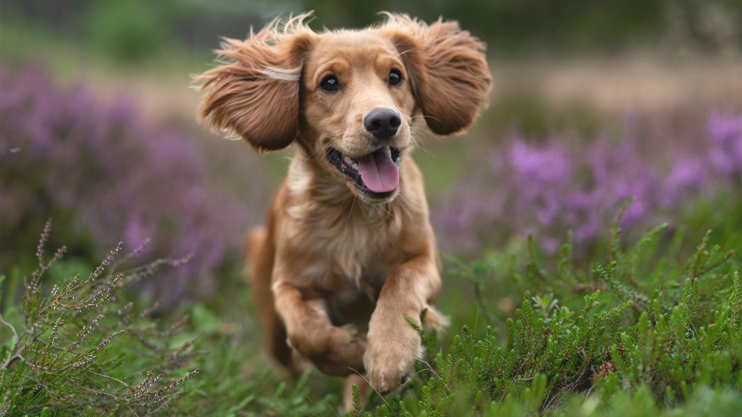 东方天亮西方暮色,辽宁险胜与杜兰特接管的篮球双重奏