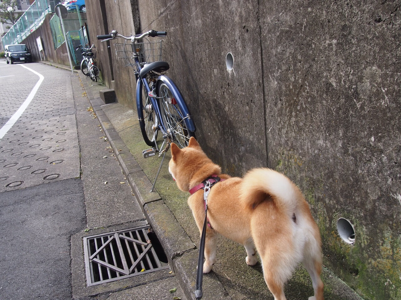 铁血奥地利粉碎苏格兰青春梦，格列兹曼的第二春宣告足坛权杖交接