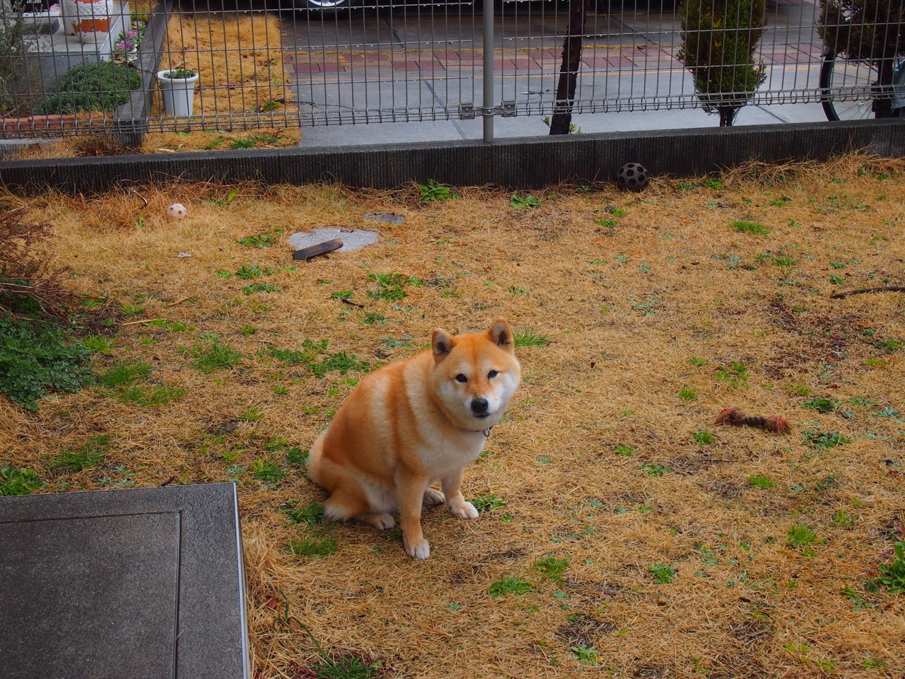 隔空双子星，秘鲁高原的风吹进NBA季后赛