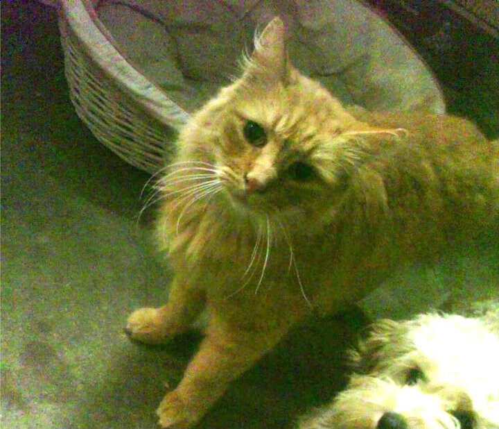 隔空对决，马克西攻防两端的统治力，与那场不存在的吉林队对阵猛龙