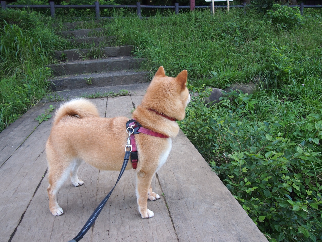 从基辅到巴黎，当里昂带走乌克兰，阿什拉夫在右翼掀起一场无声的闪电战