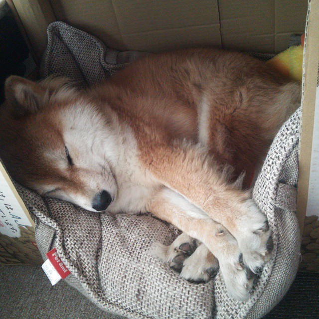 开云sport-第四官员